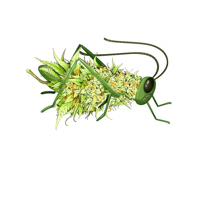 Grasshopper Cannabis Company - Wynnewood